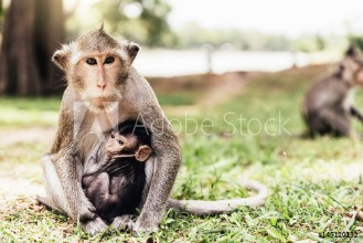 Bild på Monkeys in the jungle looking camera